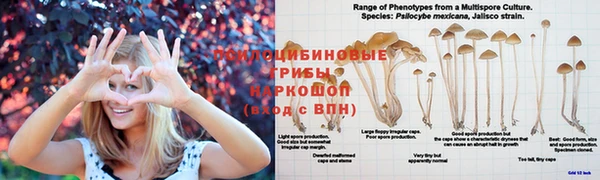 apvp Аркадак