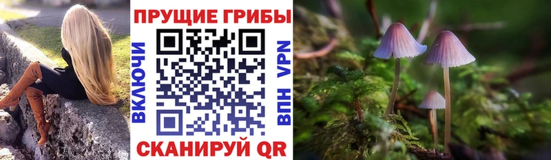 закладки  мега маркетплейс  Псилоцибиновые грибы GOLDEN TEACHER  Кочубеевское 